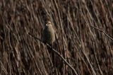 20111002_daurische klauwier_texel